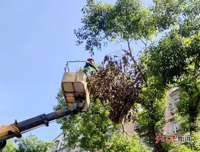 萬載縣城市管理局 聚焦綠化提質(zhì)，刷新城市“顏值”