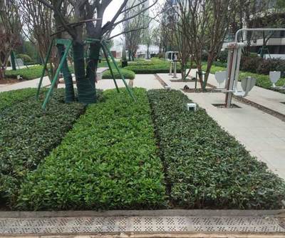 庭院綠化養(yǎng)護管理的重要性——合肥綠化施工公司淺談園林綠化管理