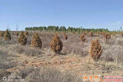 柏樹養(yǎng)護恢復慢怎么辦？優(yōu)化管理策略與生根劑選擇指南