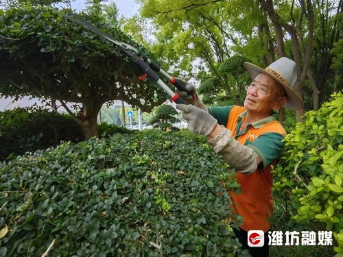 一線直擊 高溫下的護綠使者——那雙手與那片綠的故事